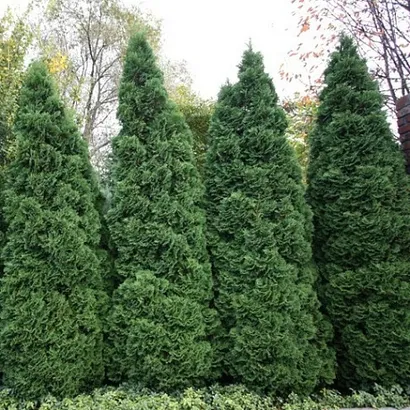 Туя западная Холмструп (Thuja occidentalis Holmstrup)