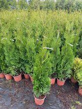 Туя западная Холмструп (Thuja occidentalis Holmstrup) С 3 Н 70-90