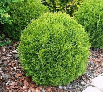 Туя западная Тини Тим (Thuja occidentalis Tiny Tim)