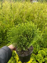 Туя западная Тини Тим (Thuja occidentalis Tiny Tim) С 3 Н 20-30