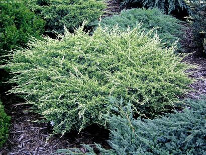 Можжевельник чешуйчатый Холгер Juniperus squamata Holger