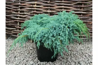 Можжевельник чешуйчатый Блю Карпет (Juniperus squamata Blue Carpet)