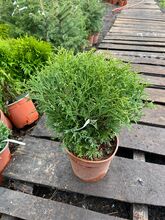 Туя западная Хозери (Thuja occidentalis Hoseri) С 3 20-30