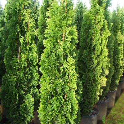 Туя западная Спиралис ( Thuja occidentalis Spiralis)