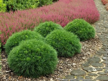 Сосна горная Варелла (Pinus mugo Varella)