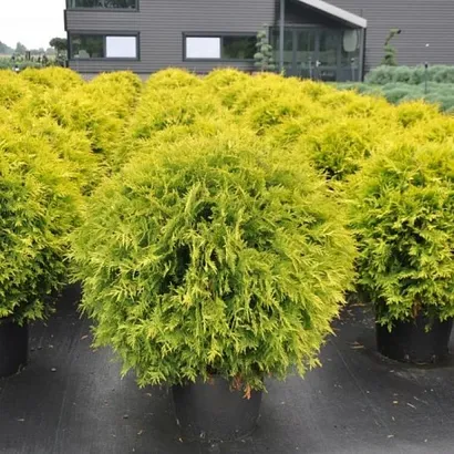 Туя Голден Глоб (Thuja occidentalis Golden globe)