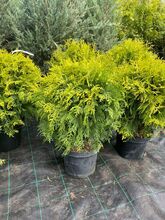 Туя Голден Глоб (Thuja occidentalis Golden globe) С 10 50-60