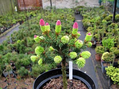 Ель обыкновенная Медуза (Picea abies Medusa) С 10 Pa 100/120