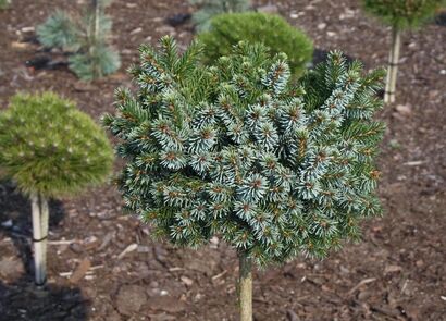 Ель сербская Каменц (Picea omorika Kamenz) Ра 100