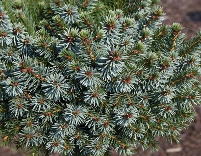 Ель сербская Элизабет (Picea omorika 'Elisabeth') С 2 Ра 40