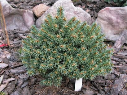 Ель колючая Блю Болл (Picea pungens Blue Ball)