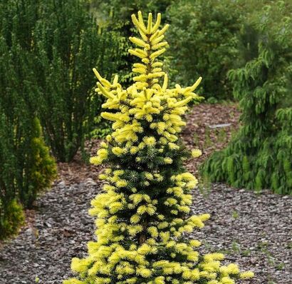 Ель колючая Майголд (Picea pungens Maigold)