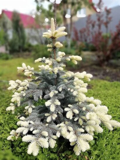 Ель колючая Белобок (Picea pungens Bialobok)