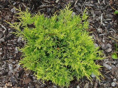 Можжевельник средний или пфитцериана Голден Джой (Juniperus pfitzeriana Golden Joy)