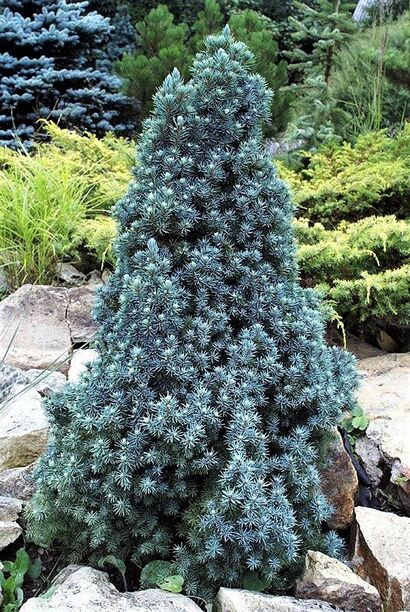 Ель канадская Сандерс Блю (Picea glauca Sander's Blue) С-3