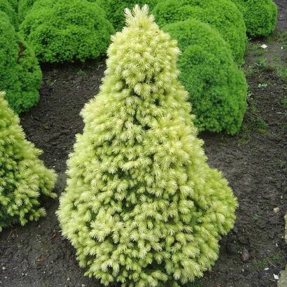 Ель канадская Дейзи Уайт (Picea glauca Daisy's White) С-3