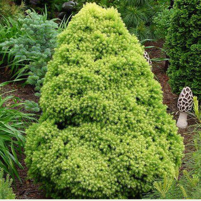 Ель канадская Рэйнбоуз Энд (Picea glauca Rainbow's Еnd) С-3