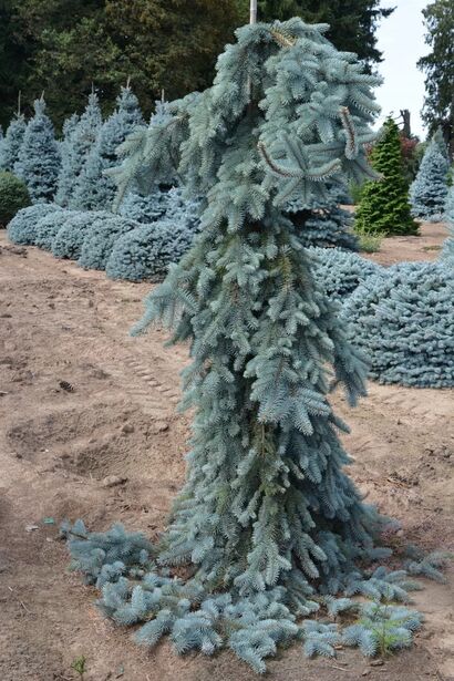 Ель колючая Блюз (Picea pungens The Blues) С5