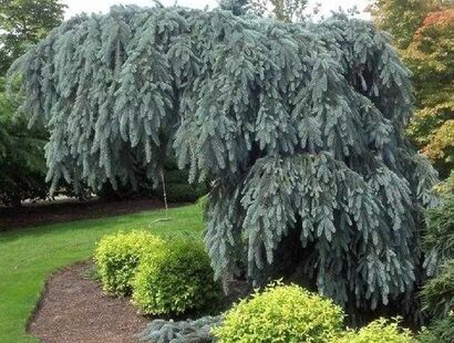 Ель колючая Глаука Пендула (Picea pungens Glauca Pendula)