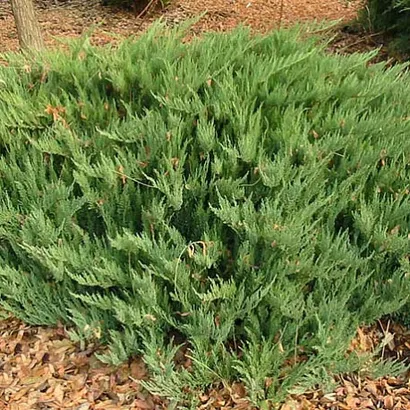 Можжевельник казацкий Тамарисцифолия (Juniperus sabina Tamariscifolia) С 3