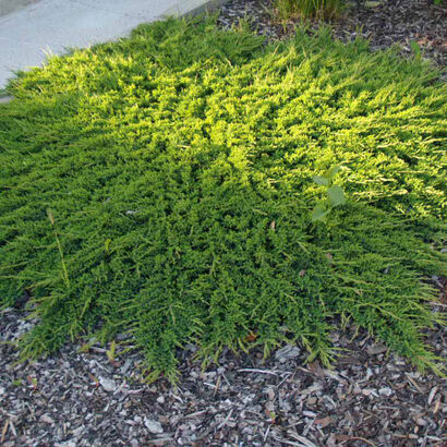 Можжевельник горизонтальный Принц Уэльский (Juniperus horizontalis Prince of Wales) С 3