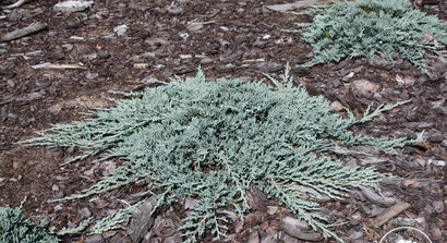 Можжевельник горизонтальный Айс Блю (Juniperus horizontalis Ice Blue) С 3