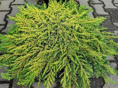 Можжевельник обыкновенный Лемон Карпет (Juniperus communis Lemon Carpet)С 3