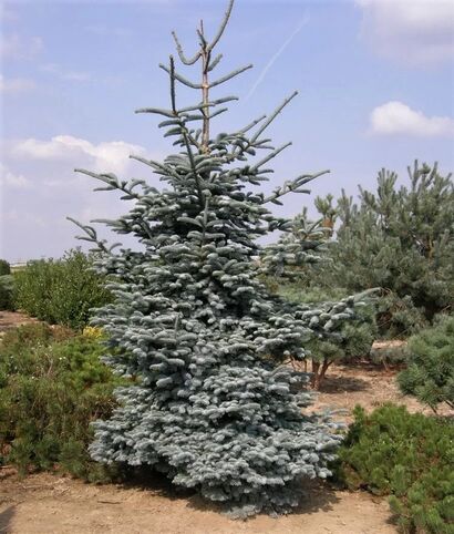 Пихта серебристая Глаука (Abies procera Glauca) С 4 Н 20-40