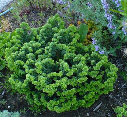 Пихта бальзамическая Нана (Abies balsamea Nana)