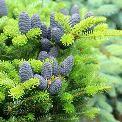 Пихта корейская (Abies koreana) С 4 Н 40-60