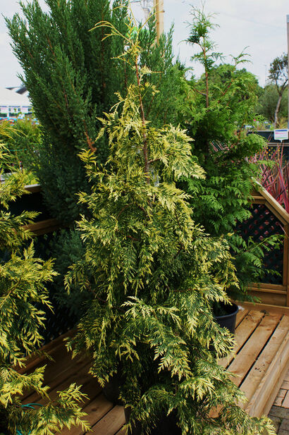 Туя складчатая Зебрина (Thuja plicata Zebrina) 5л