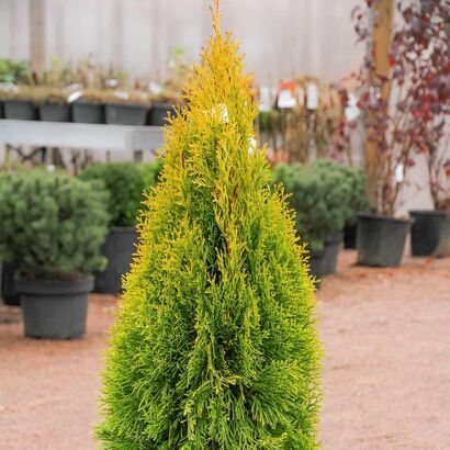 Туя западная Голден Энн (Thuja occidentalis Golden Anne) С2