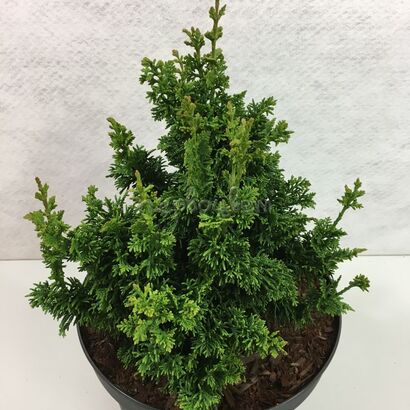 Туя западная Малониана Холуб (Thuja occidentalis Maloniana Holub) С3