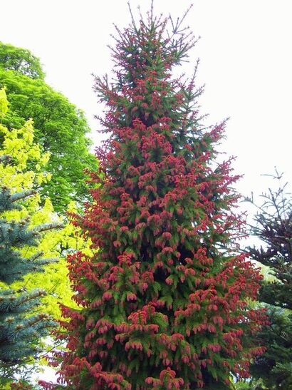 Ель обыкновенная Рубра Спиката (Picea abies Rubra Spicata) С5