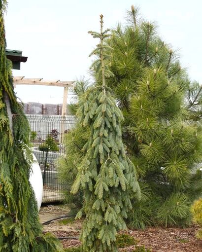 Ель Энгельмана Пендула (Picea Engelmannii Pendula) С5