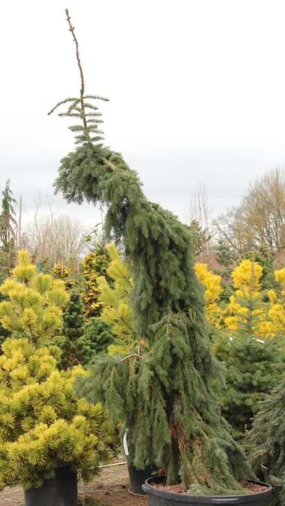 Ель сербская Пендула Брунс (Picea omorika Pendula Bruns)