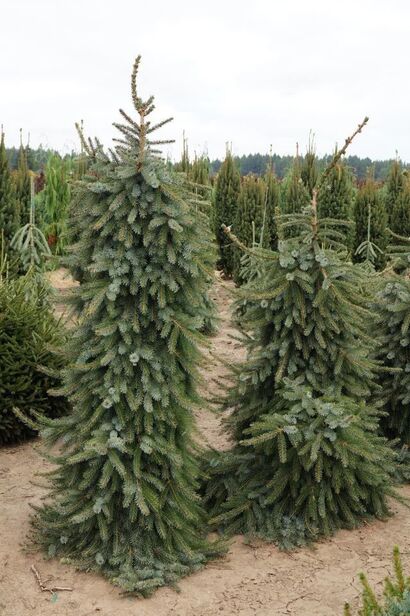 Ель сербская Пендула (Picea omorika Pendula) С5