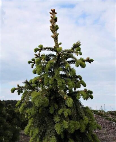 Ель обыкновенная Эренголд (Picea abies Ehrengold) С5