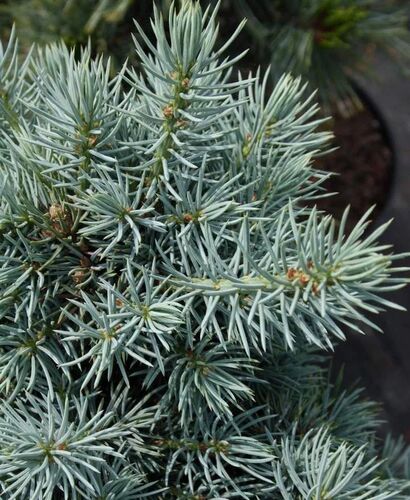 Ель колючая Мекки (Picea pungens Mecky) С5