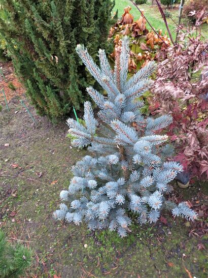 Ель шероховатая «Chevreloup» (лат. Picea asperata «Chevreloup») С5