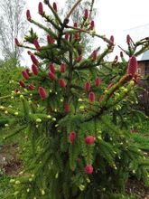 Ель обыкновенная Акрокона (Picea abies Acrocona) С3