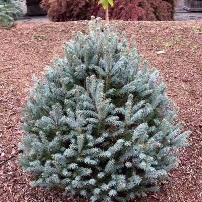 ЕЛЬ КОЛЮЧАЯ "СКОТТИ" Picea pungens 'Scottie' С2