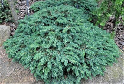 Ель колючая Соня (Picea pungens Sonia) С3