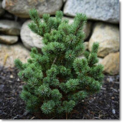 Сосна мелкоцветковая (сорт 'Catherine Elisabeth') Pinus parv. 'Catherine Elisabeth' C3