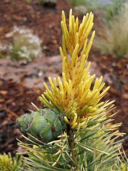 Сосна мелкоцветная Голдилокс (Pinus parviflora Goldilocks) 2л