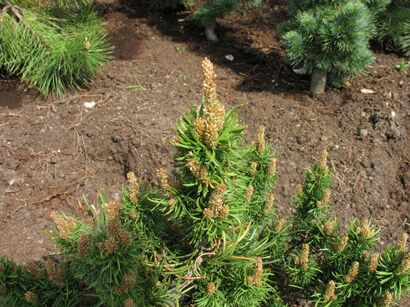 Сосна Банкса Ставница (Pinus banksiana Banska Stiavnica)