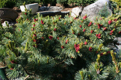 Сосна кедровая стланиковая Джедделох (Pinus pumila Jeddeloh) С5