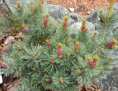 Сосна мелкоцветковая Фукузуми (Pinus parviflora Fuku-zu-mi) С5