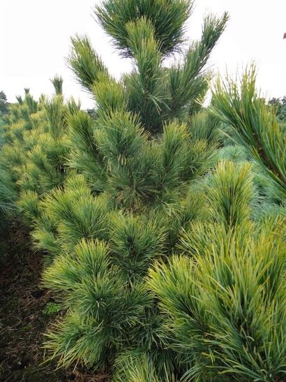 Сосна кедровая Ауреа (Pinus cembra Aurea) С5