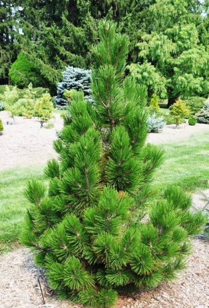 Сосна Белокорая Эмеральд эрроу (Pinus heldreichii 'Emerald Arrow') С3